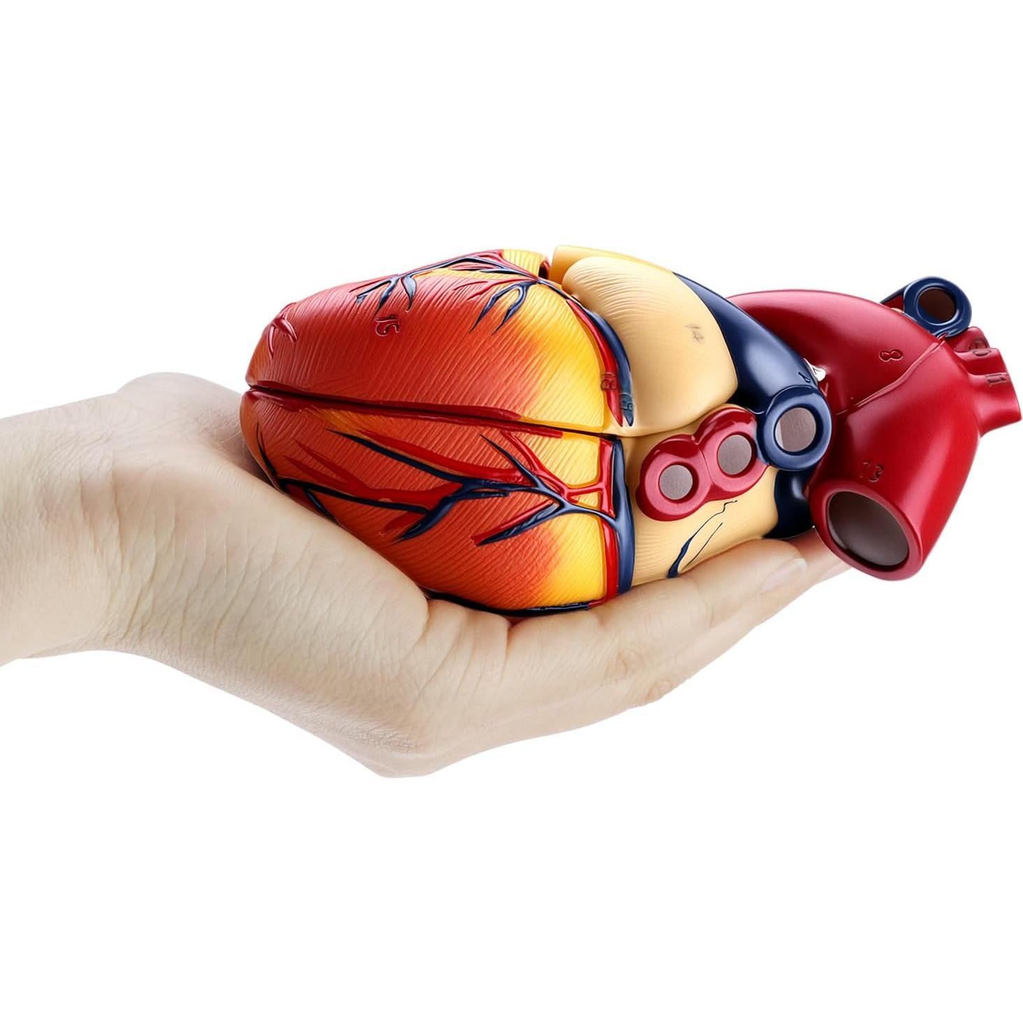 Modelo Anatómico de Corazón QWORK 2 Partes 34 Estructuras