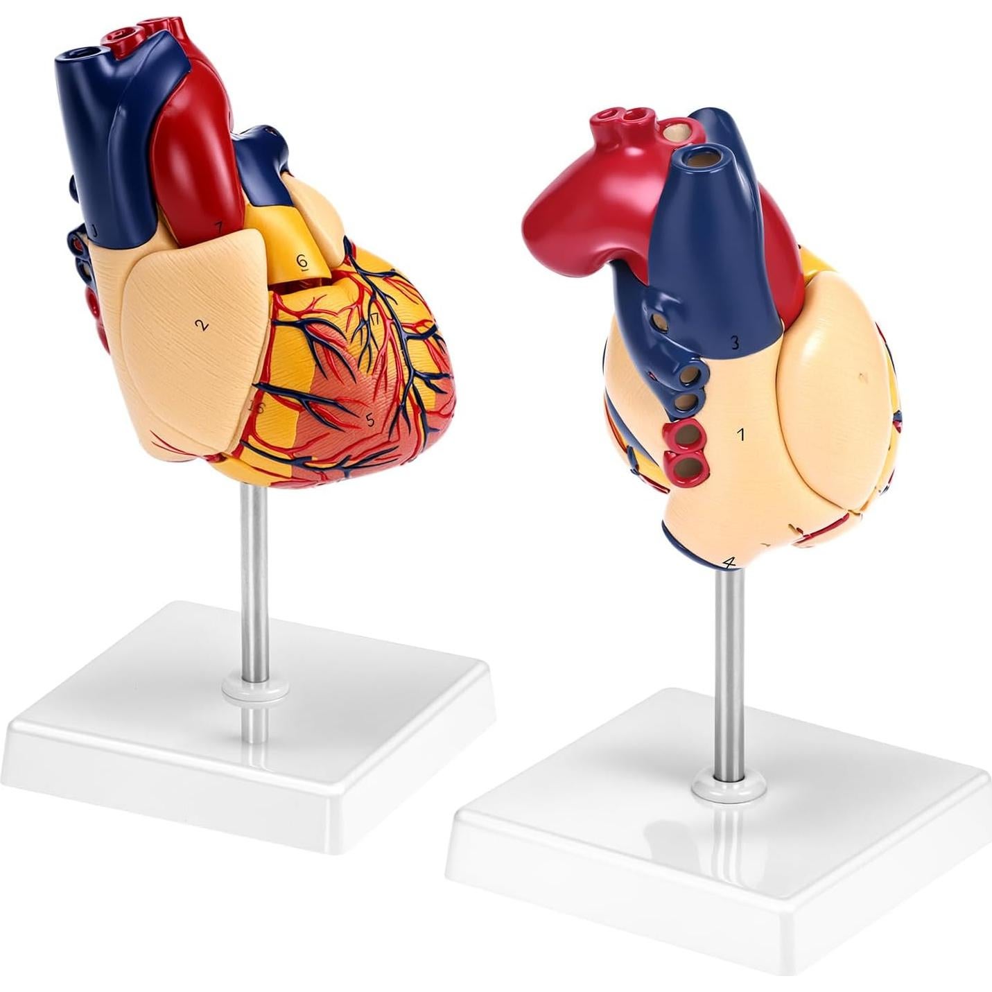 Modelo Anatómico de Corazón QWORK 2 Partes 34 Estructuras