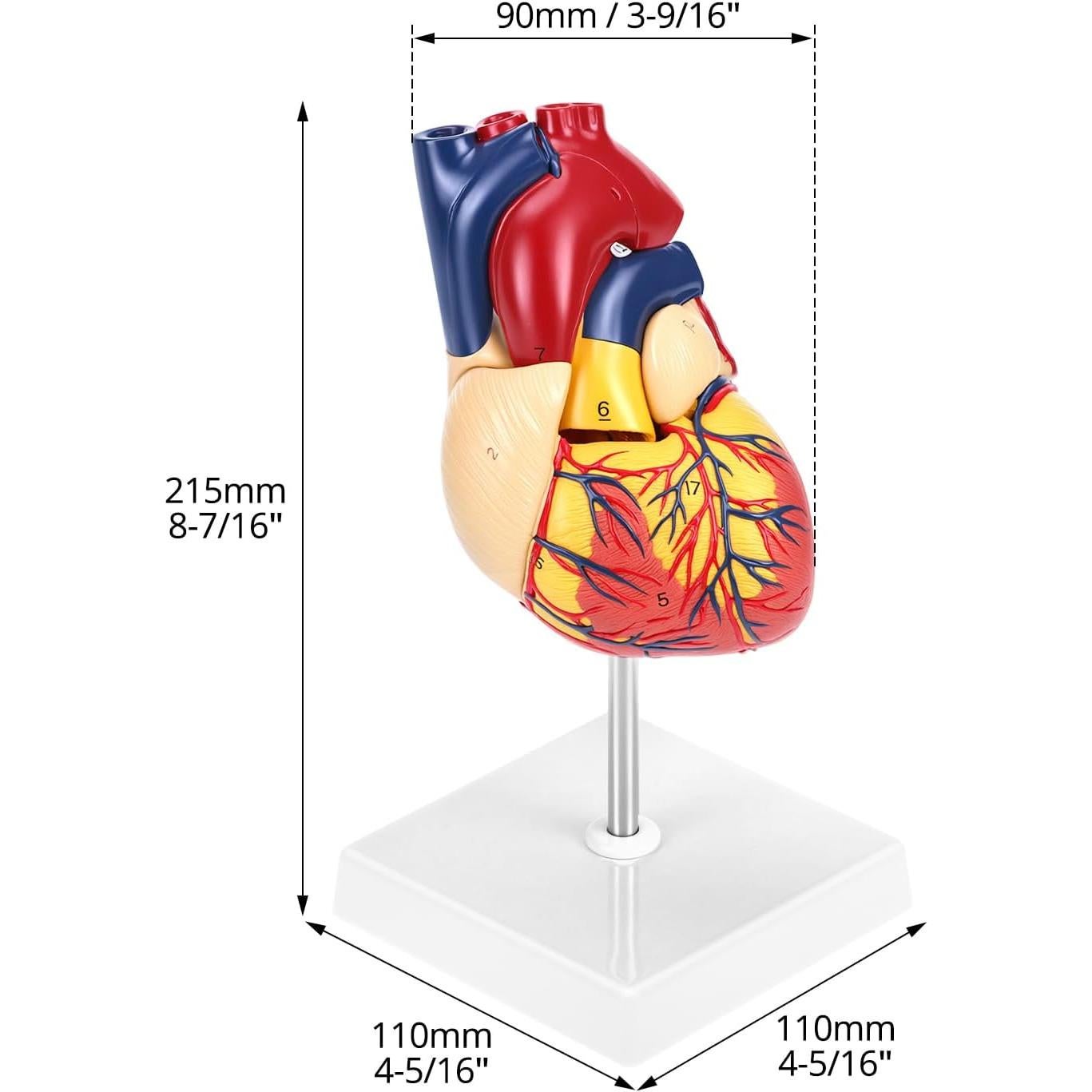 Modelo Anatómico de Corazón QWORK 2 Partes 34 Estructuras
