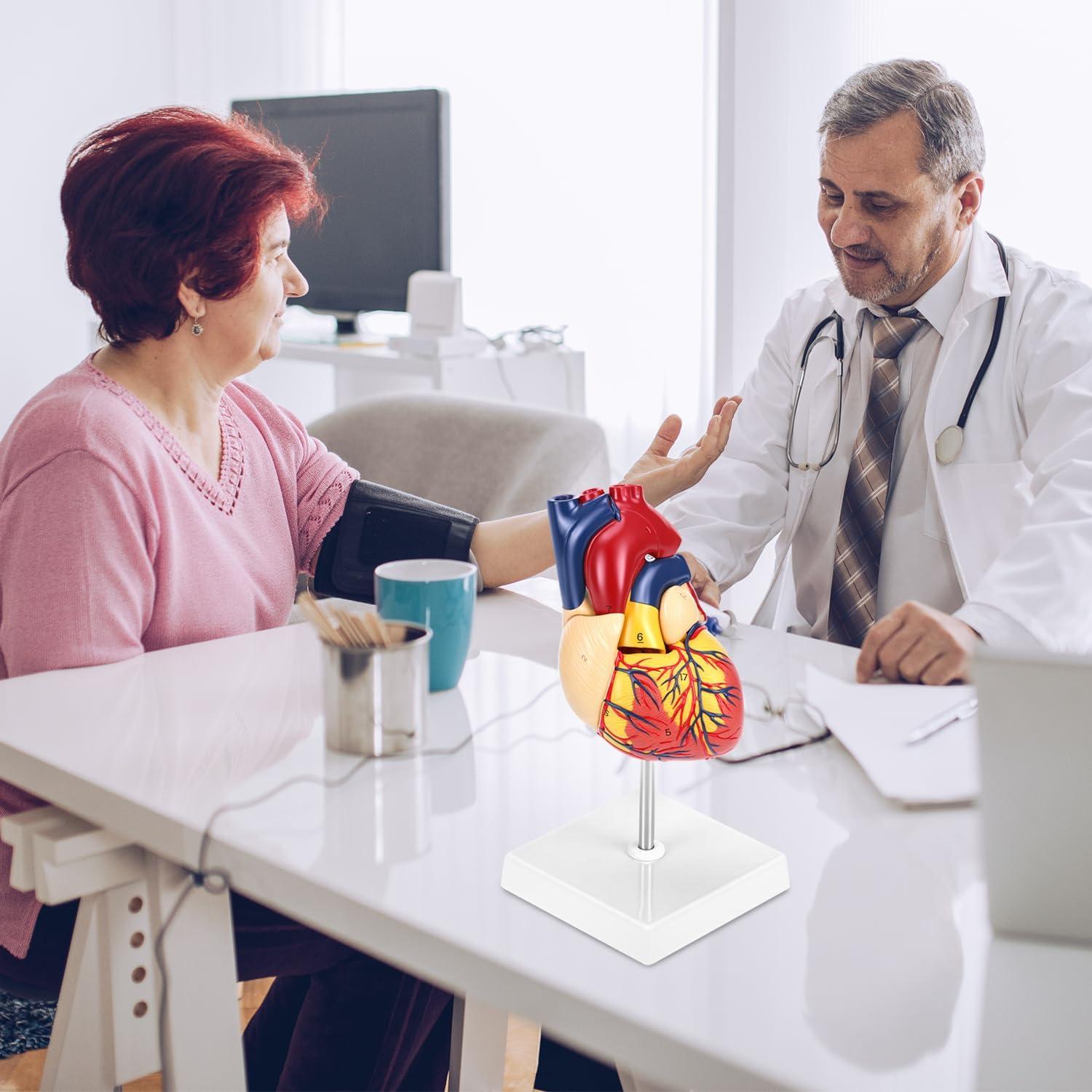 Modelo Anatómico de Corazón QWORK 2 Partes 34 Estructuras