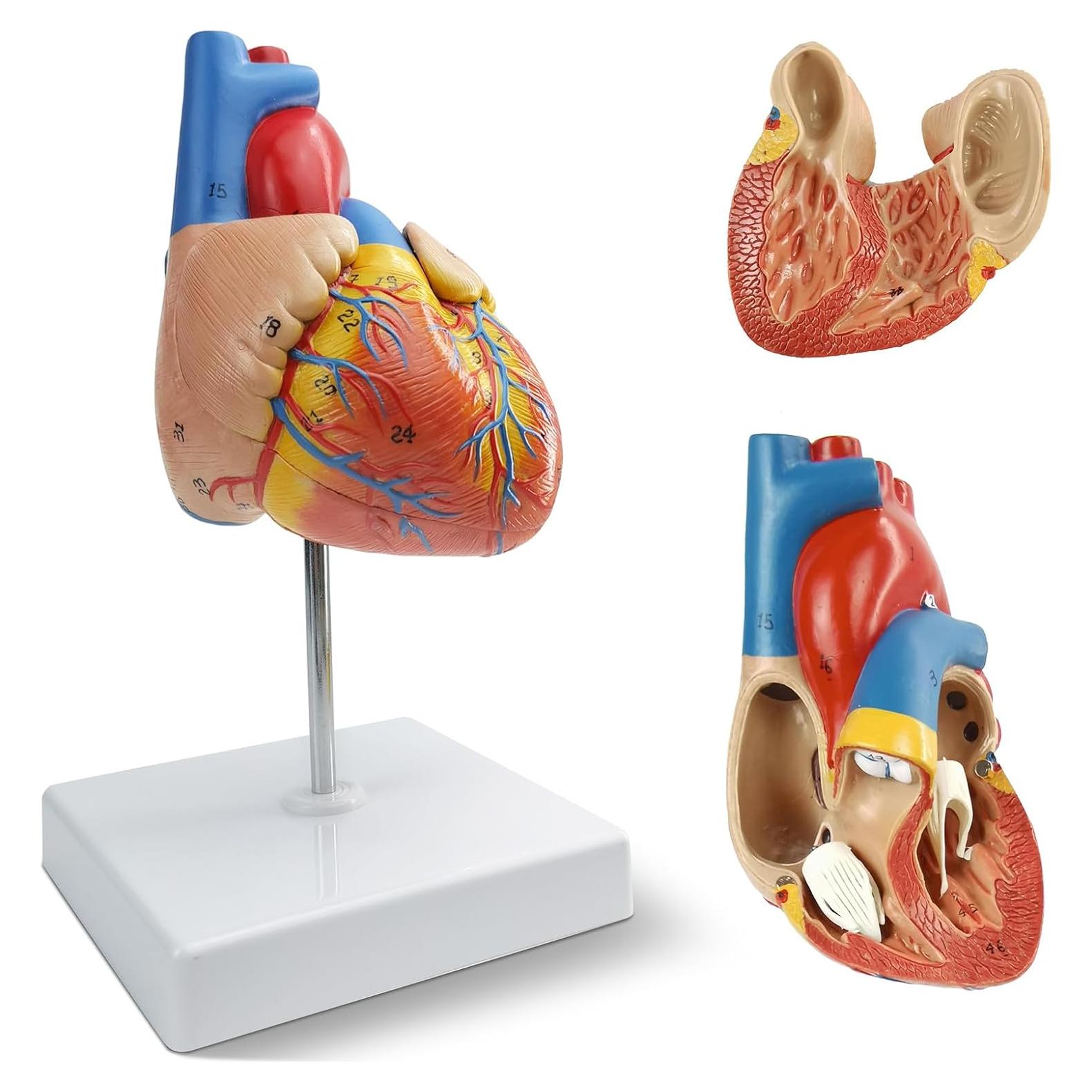 Modelo Anatómico de Corazón Humano 2 Partes 48 Estructuras