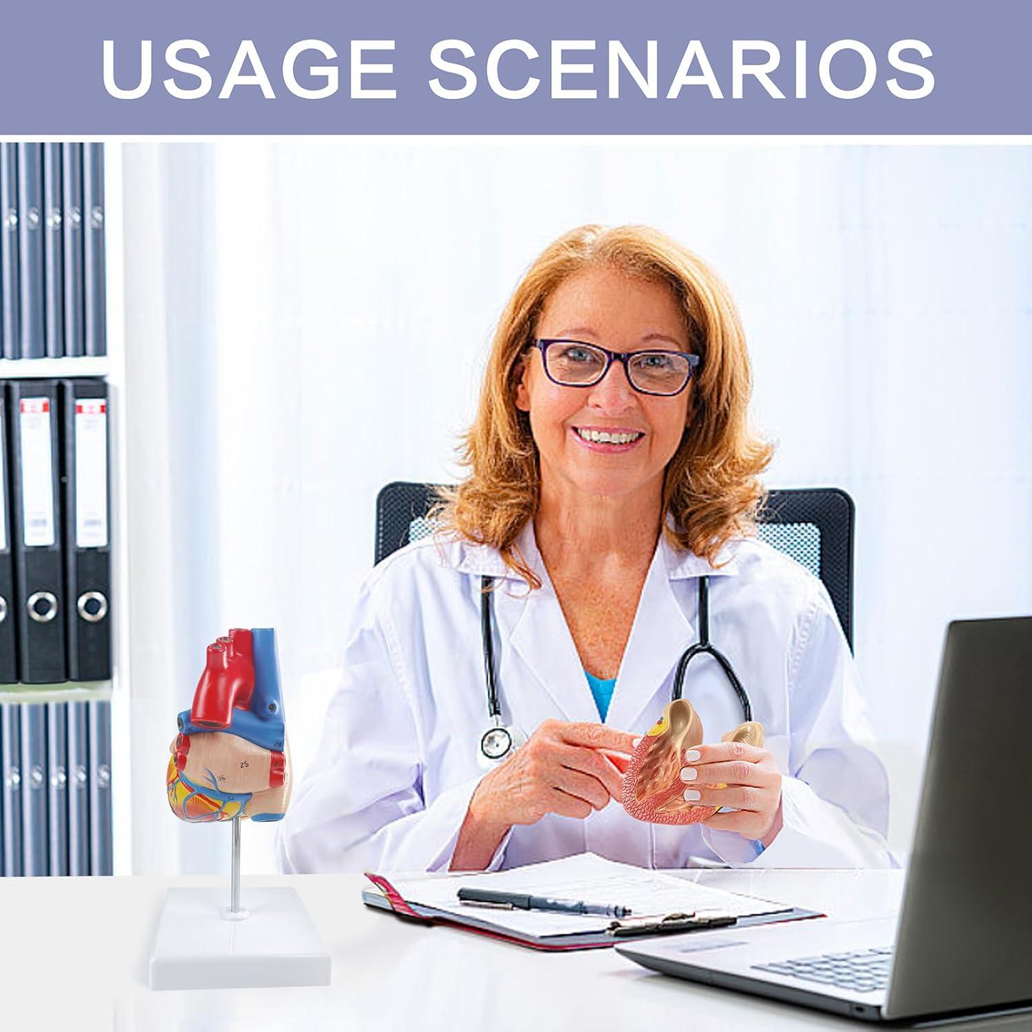 Modelo Anatómico de Corazón Humano 2 Partes 48 Estructuras