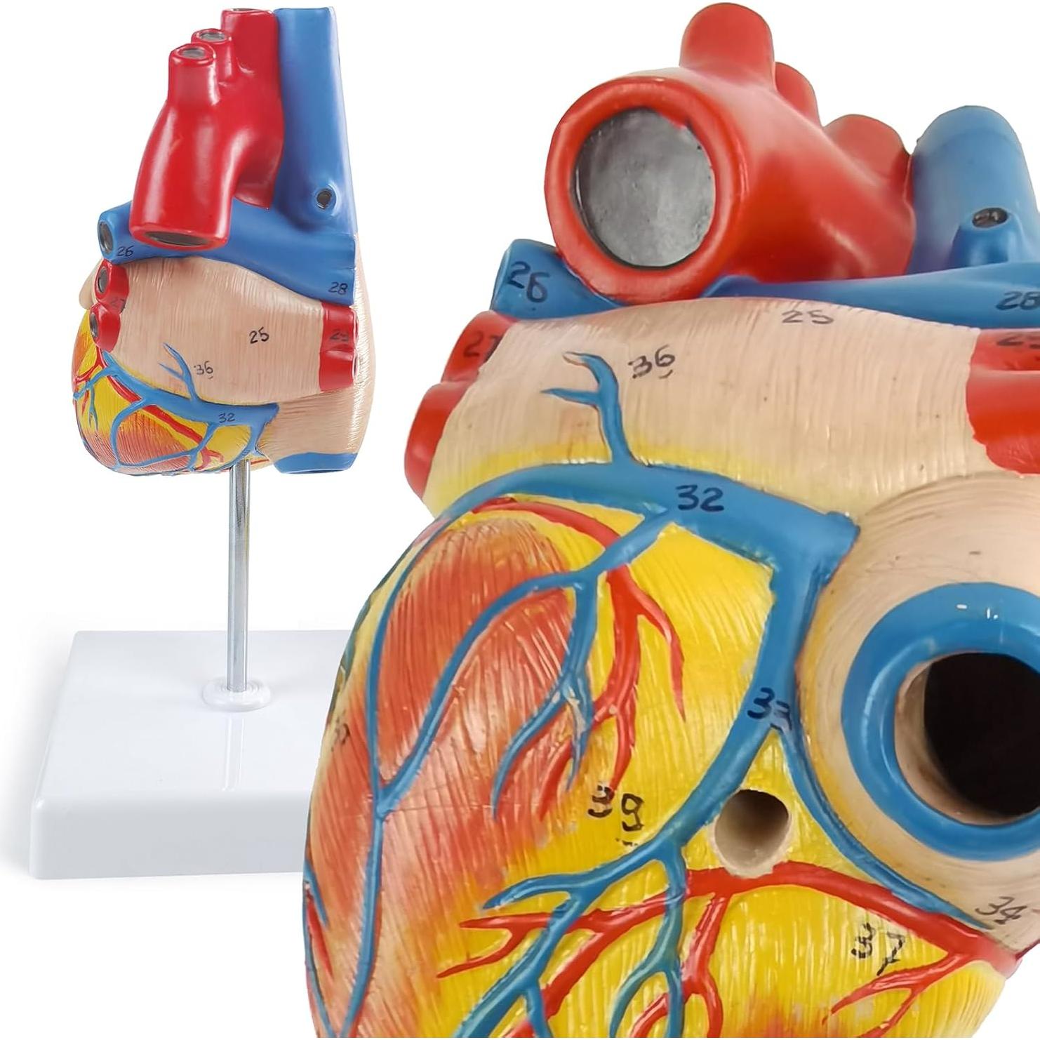 Modelo Anatómico de Corazón Humano 2 Partes 48 Estructuras