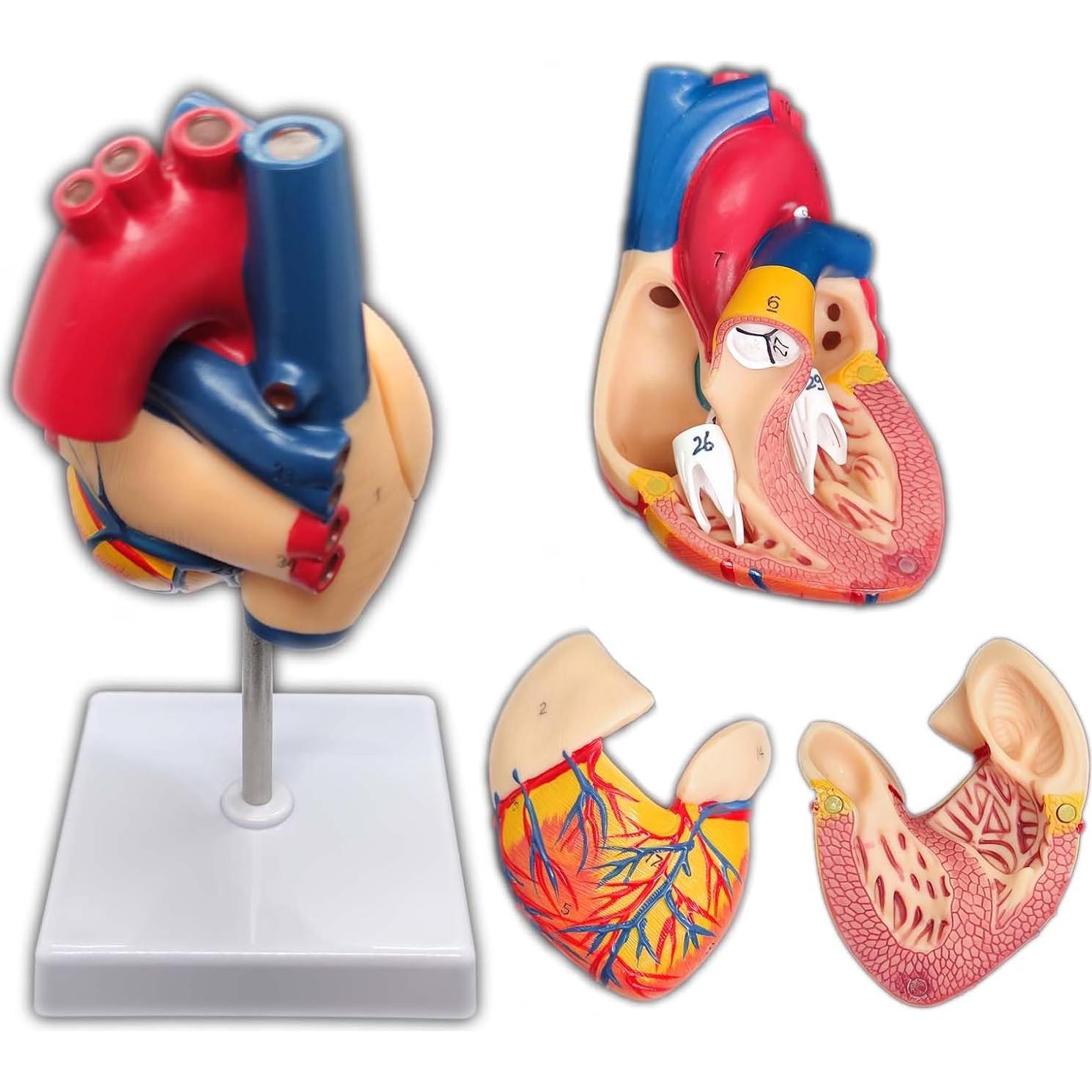 Modelo de Corazón Humano 2 Partes con 34 Estructuras Anatómicas