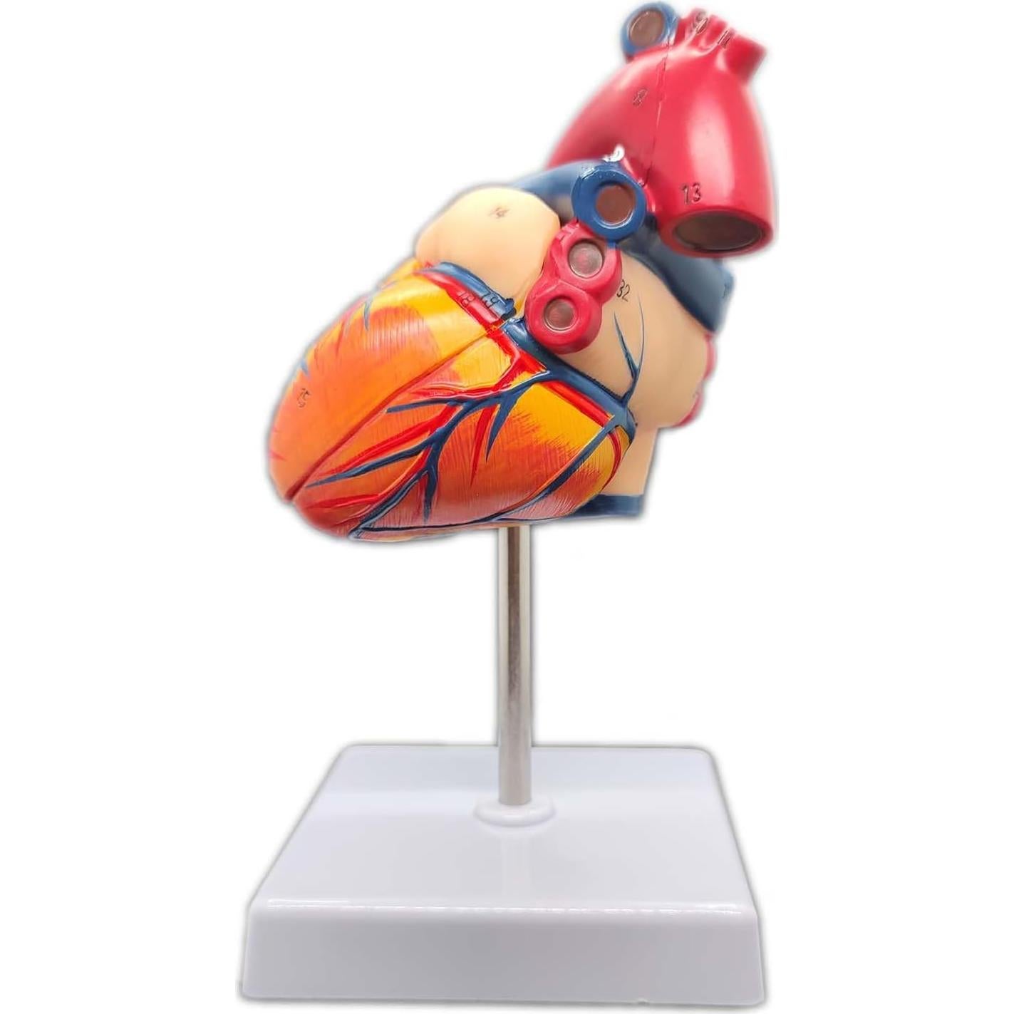 Modelo de Corazón Humano 2 Partes con 34 Estructuras Anatómicas