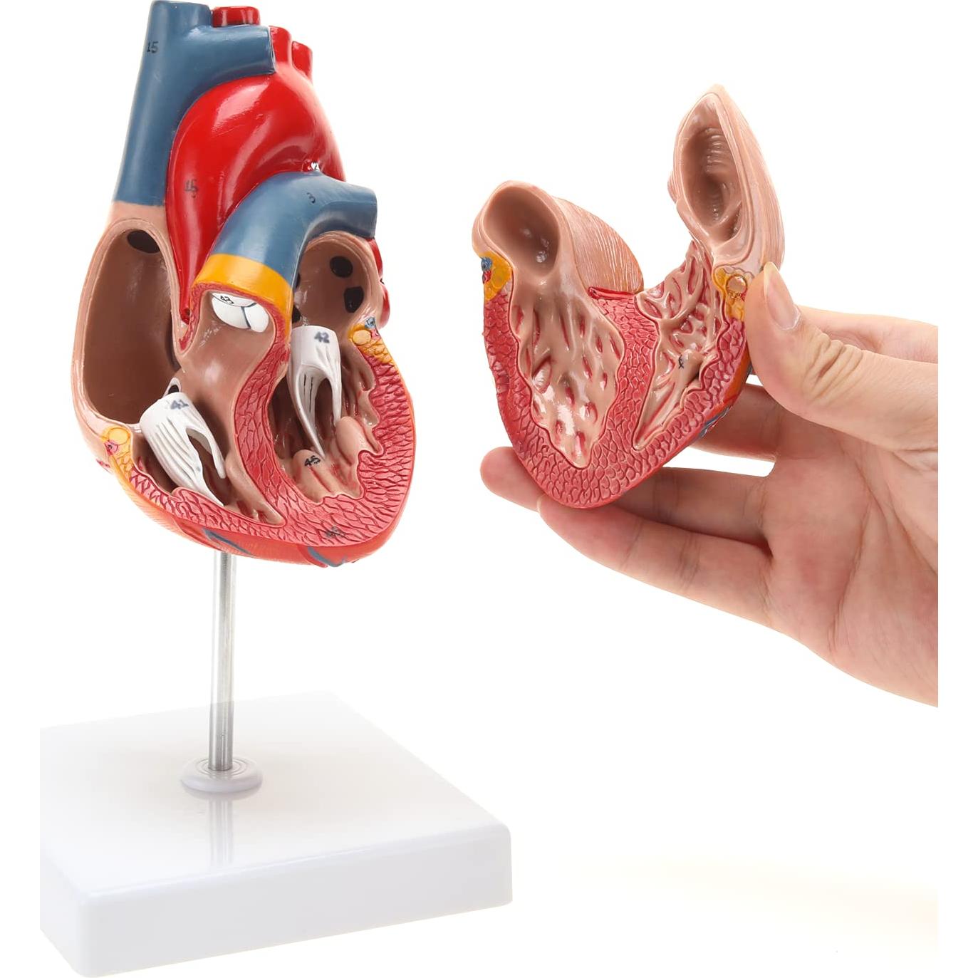 Modelo de Corazón Humano RONTEN 2 Piezas a Tamaño Natural