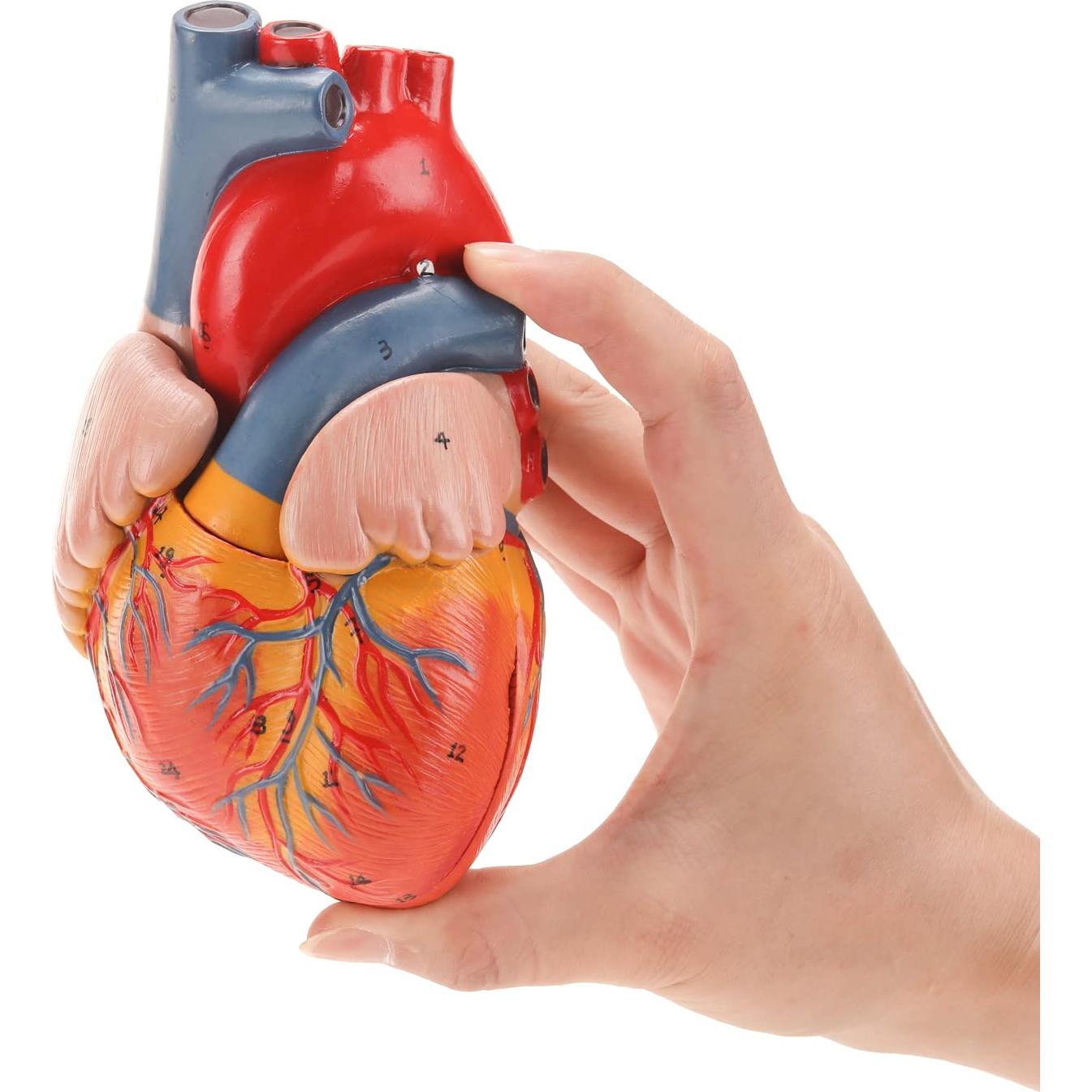 Modelo de Corazón Humano RONTEN 2 Piezas a Tamaño Natural