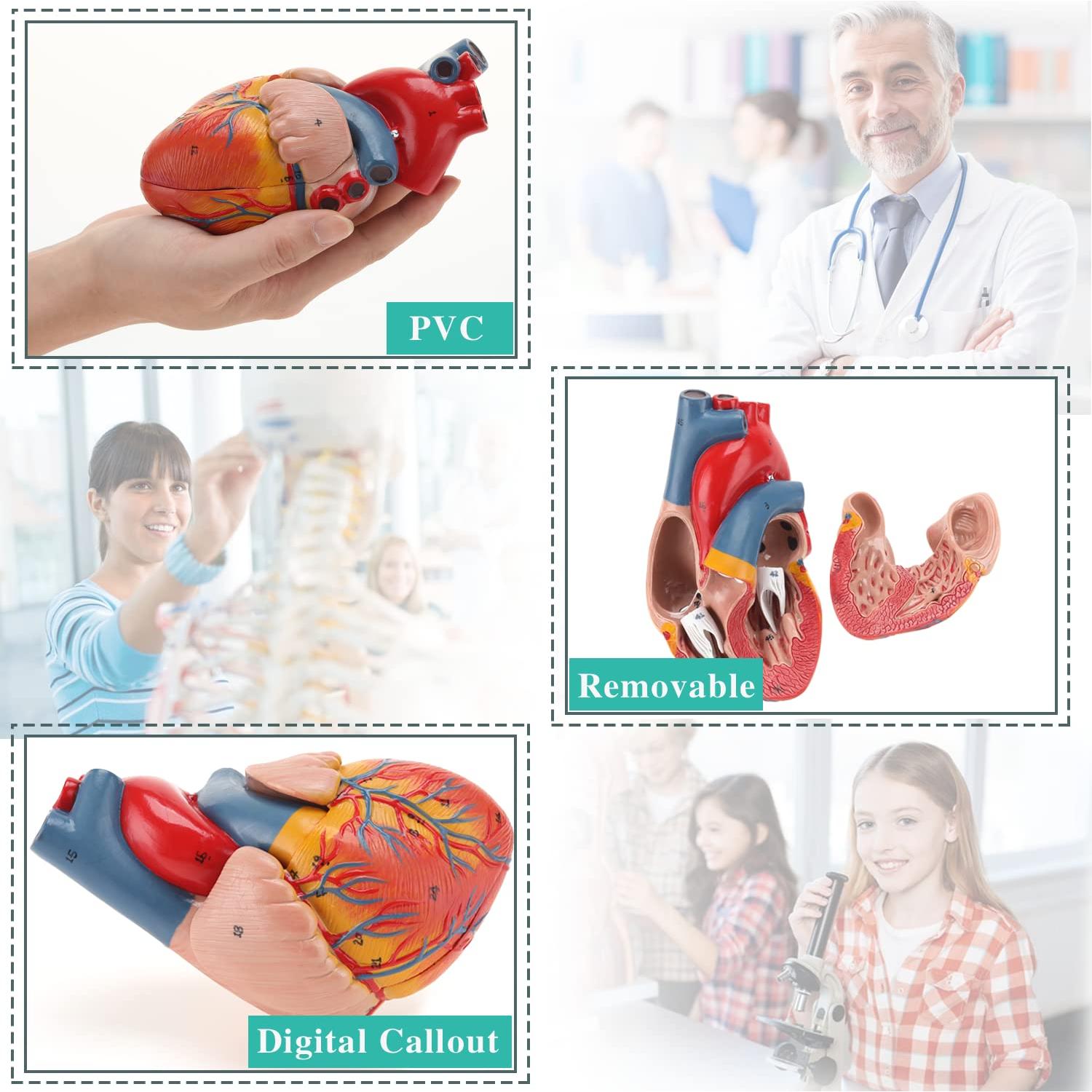 Modelo de Corazón Humano RONTEN 2 Piezas a Tamaño Natural