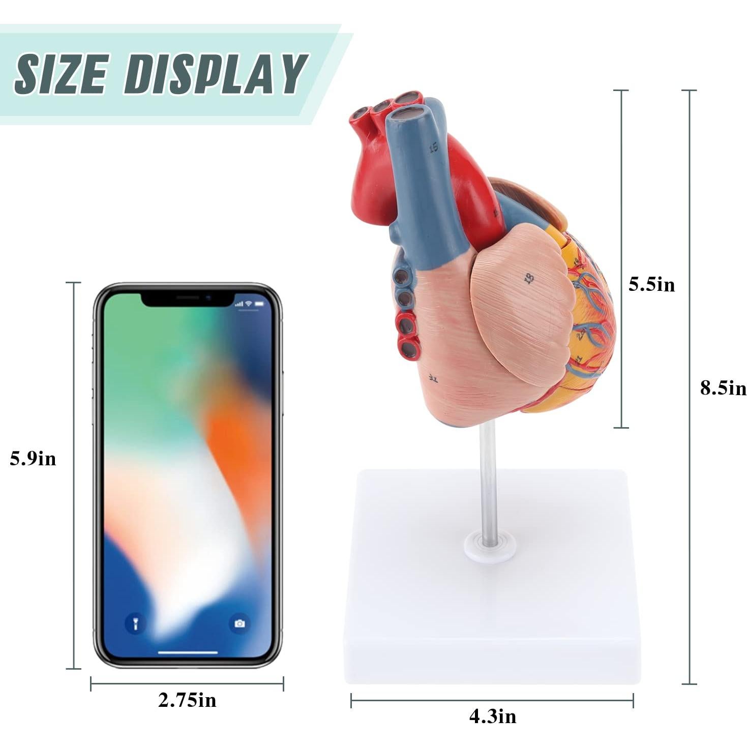 Modelo de Corazón Humano RONTEN 2 Piezas a Tamaño Natural