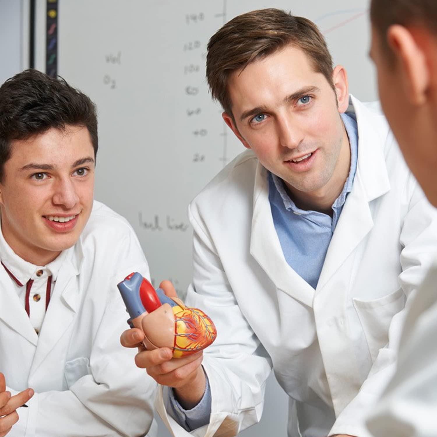 Modelo de Corazón Humano RONTEN 2 Piezas a Tamaño Natural