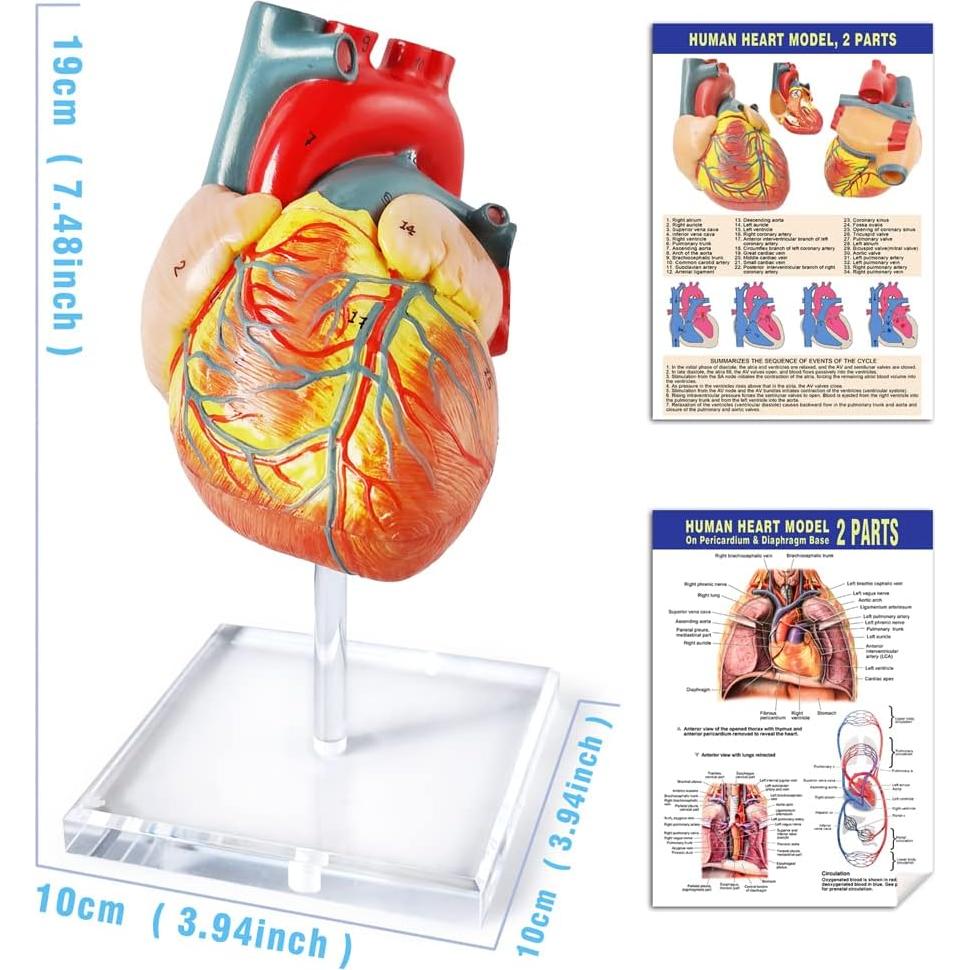 Modelo de Corazón Humano 3D Anatomía 2 Partes PVC 14x14x13cm
