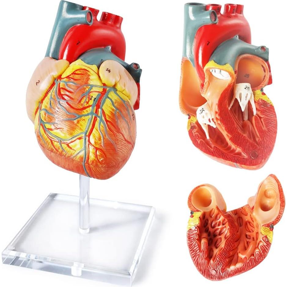 Modelo de Corazón Humano 3D Anatomía 2 Partes PVC 14x14x13cm