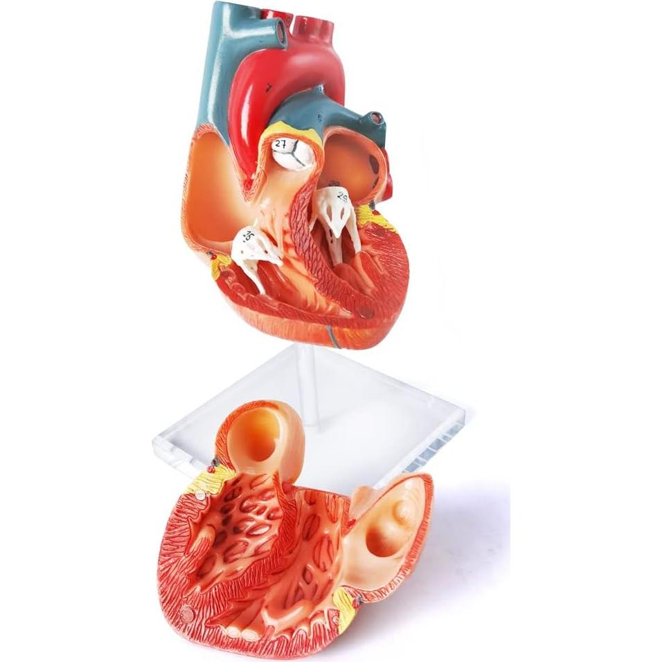 Modelo de Corazón Humano 3D Anatomía 2 Partes PVC 14x14x13cm