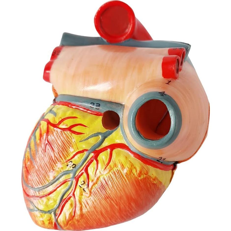 Modelo de Corazón Humano 3D Anatomía 2 Partes PVC 14x14x13cm