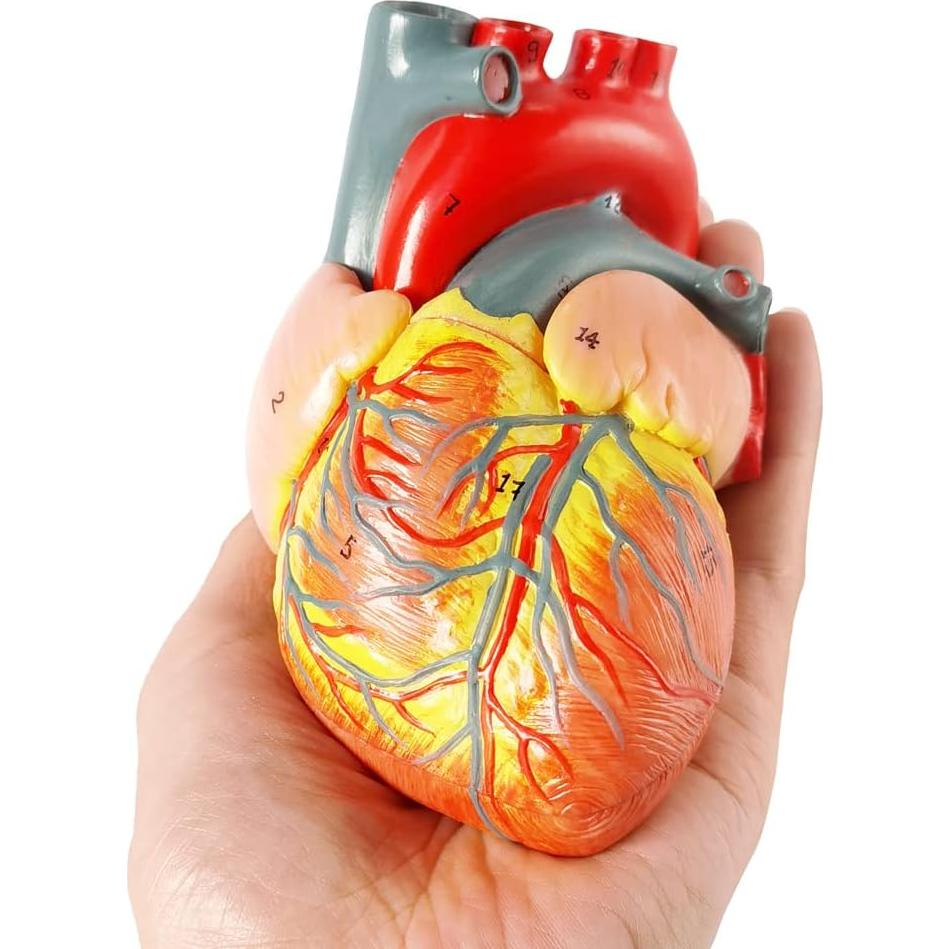 Modelo de Corazón Humano 3D Anatomía 2 Partes PVC 14x14x13cm