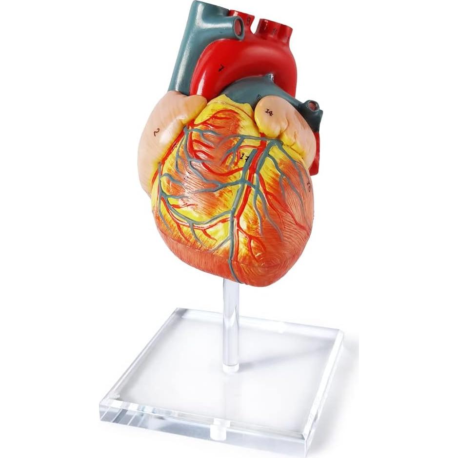 Modelo de Corazón Humano 3D Anatomía 2 Partes PVC 14x14x13cm