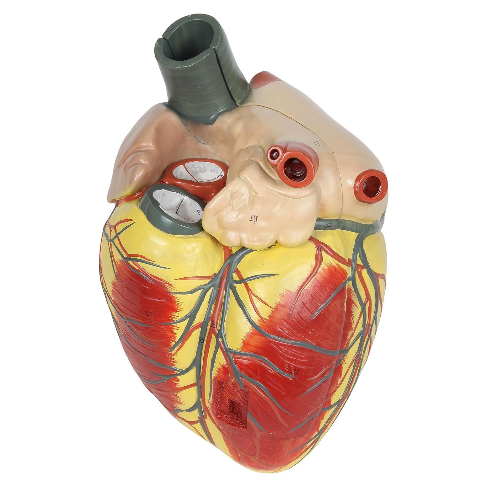 Modelo de Corazón Humano Grande Axis Scientific 3x Real