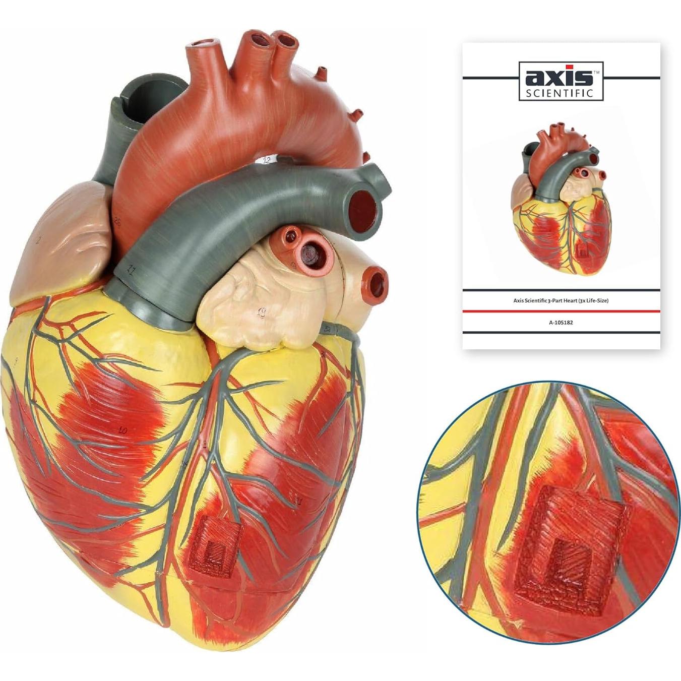 Modelo de Corazón Humano Grande Axis Scientific 3x Real