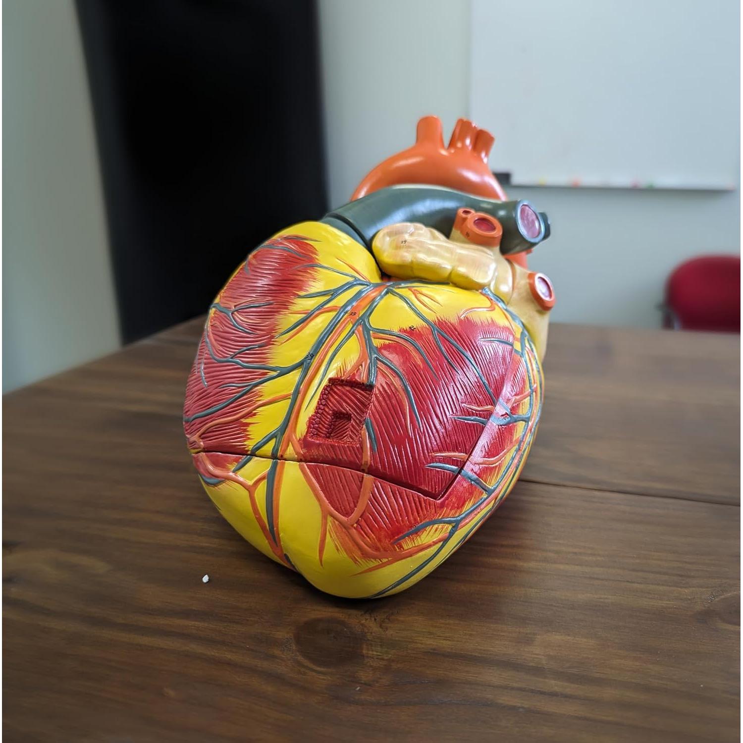 Modelo de Corazón Humano Grande Axis Scientific 3x Real