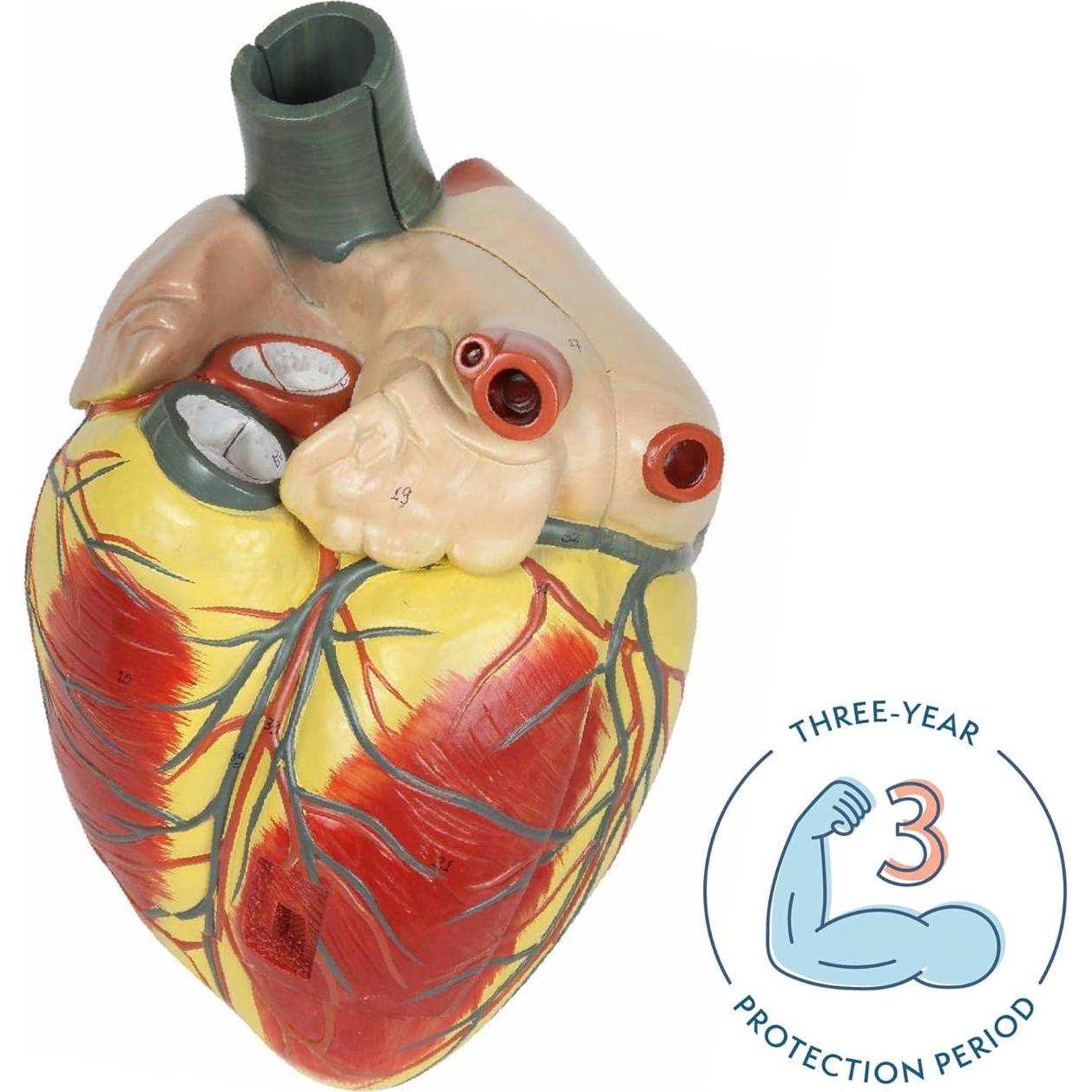 Modelo de Corazón Humano Grande Axis Scientific 3x Real