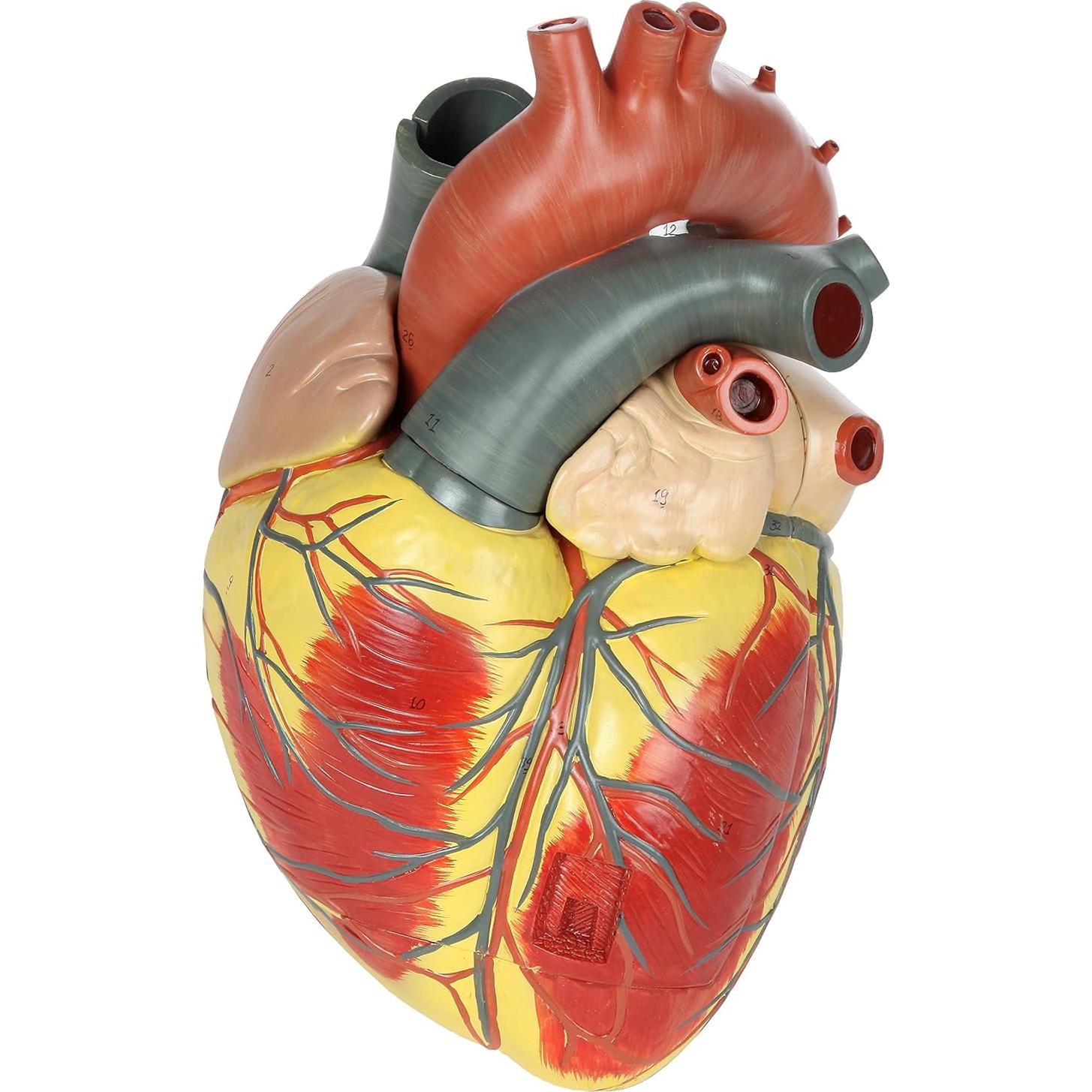 Modelo de Corazón Humano Grande Axis Scientific 3x Real