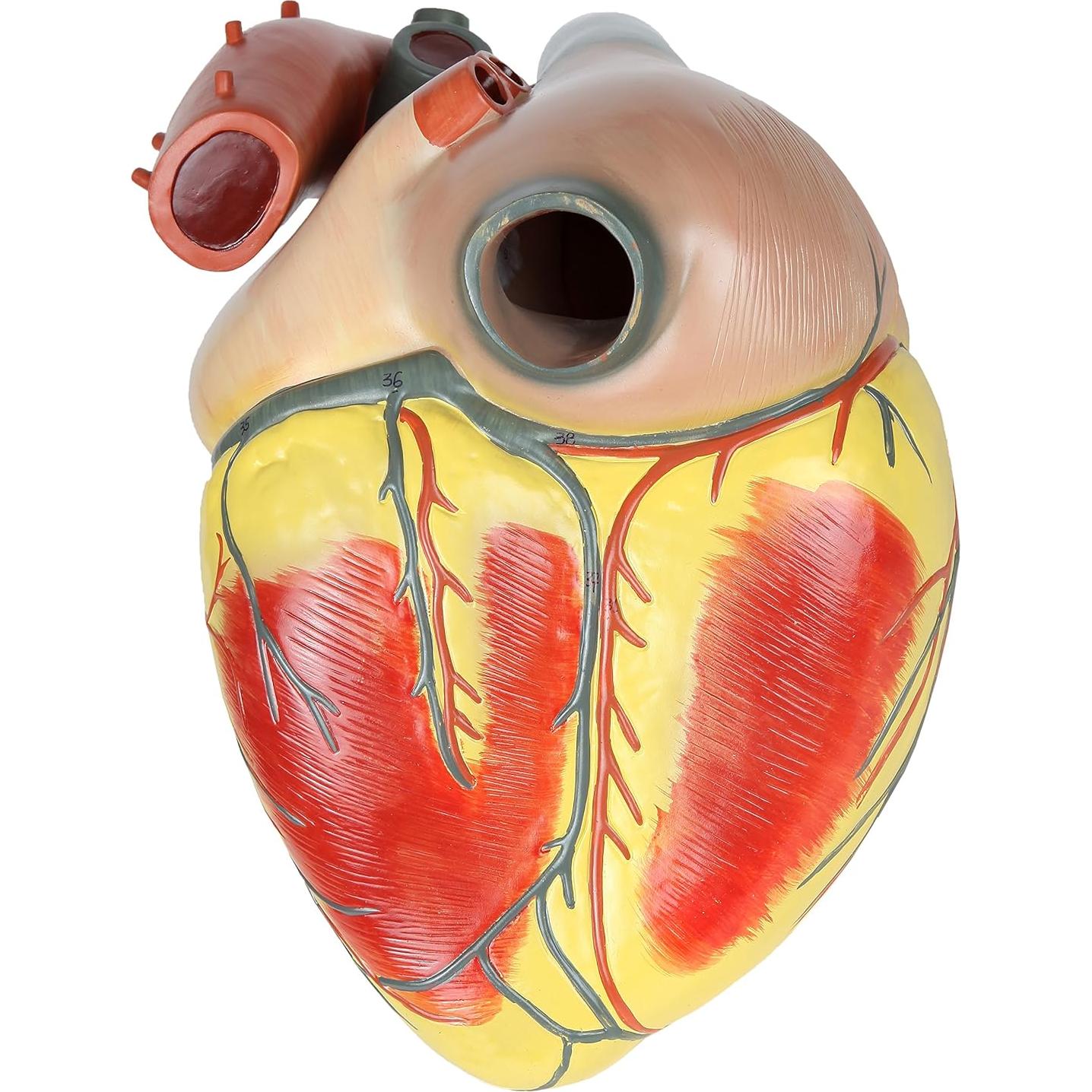 Modelo de Corazón Humano Grande Axis Scientific 3x Real