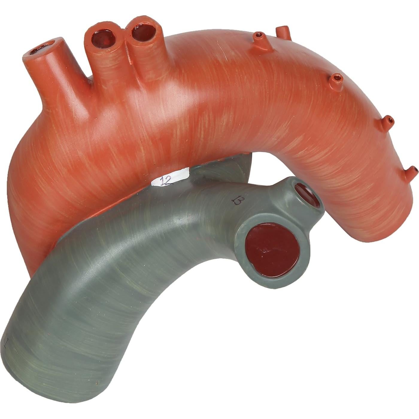 Modelo de Corazón Humano Grande Axis Scientific 3x Real