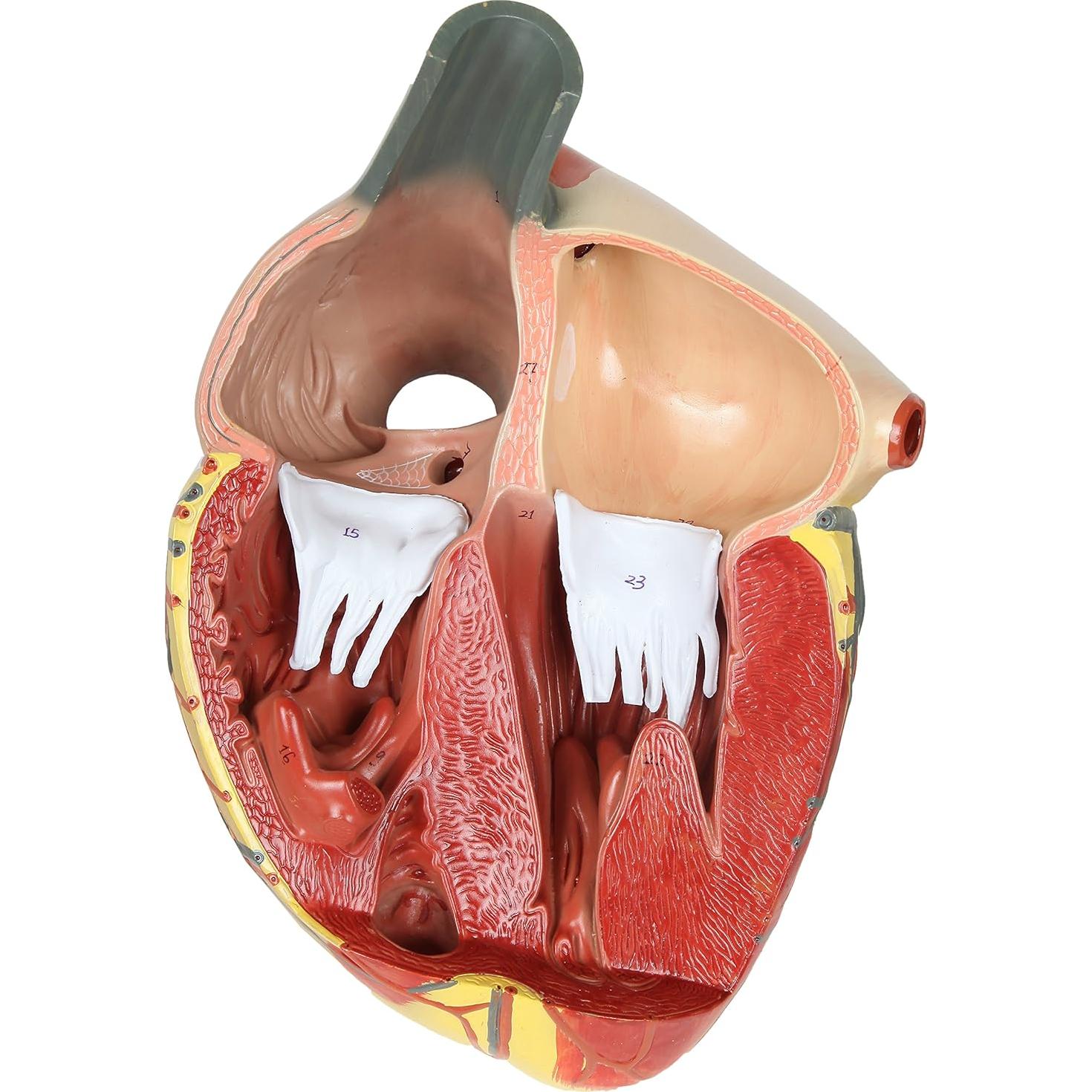 Modelo de Corazón Humano Grande Axis Scientific 3x Real