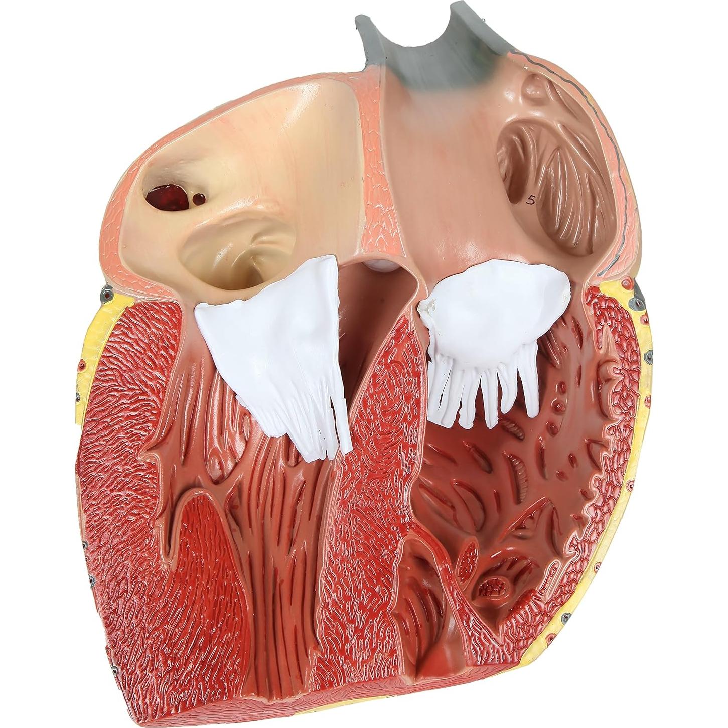 Modelo de Corazón Humano Grande Axis Scientific 3x Real