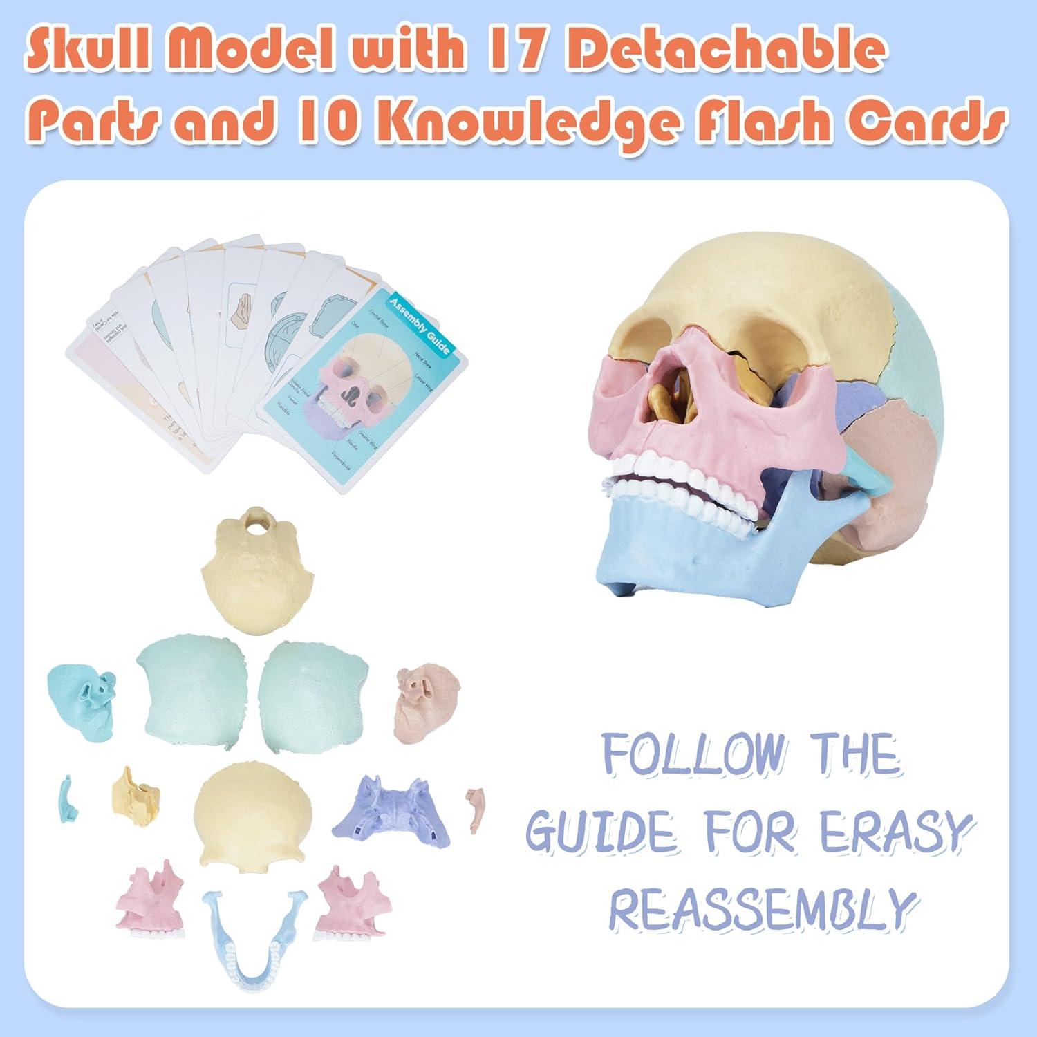 Modelo de Cráneo Humano Miniatura Awagas 17 Piezas Educativo