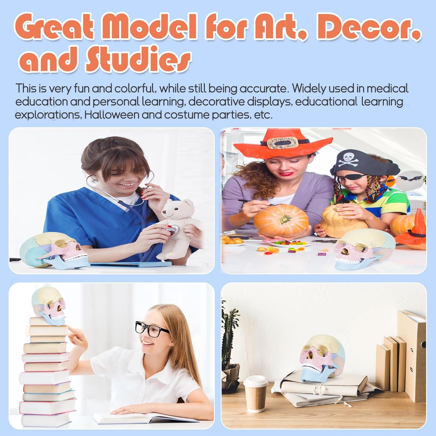 Modelo de Cráneo Humano Miniatura Awagas 17 Piezas Educativo