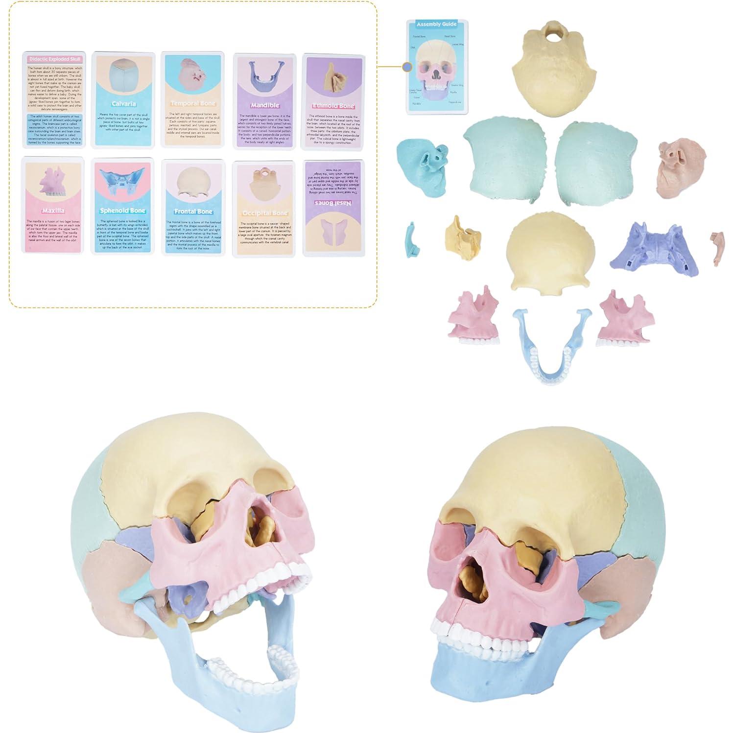 Modelo de Cráneo Humano Miniatura Awagas 17 Piezas Educativo