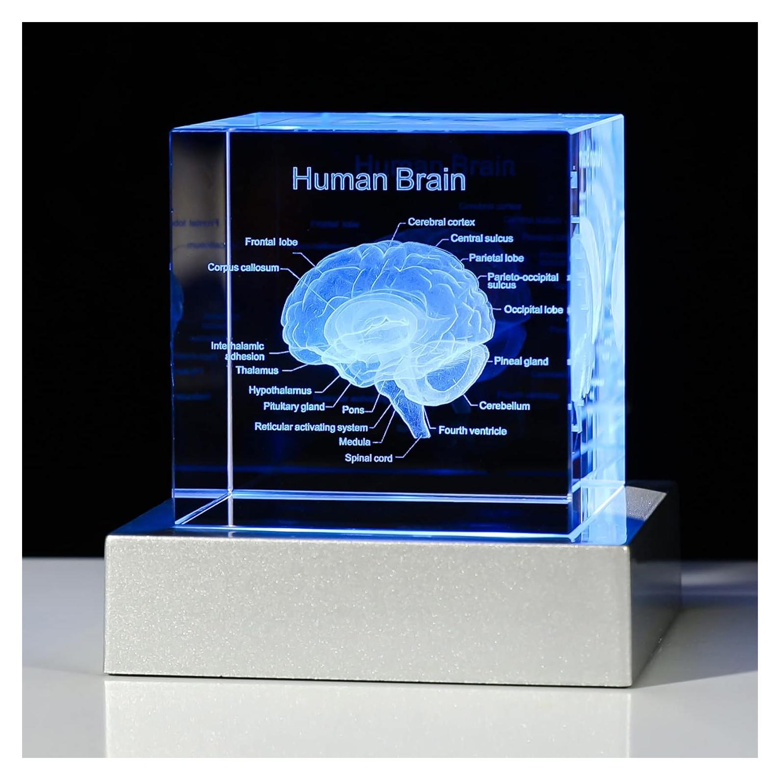 Modelo 3D de Cerebro Humano Movdyka con Base LED Colorida