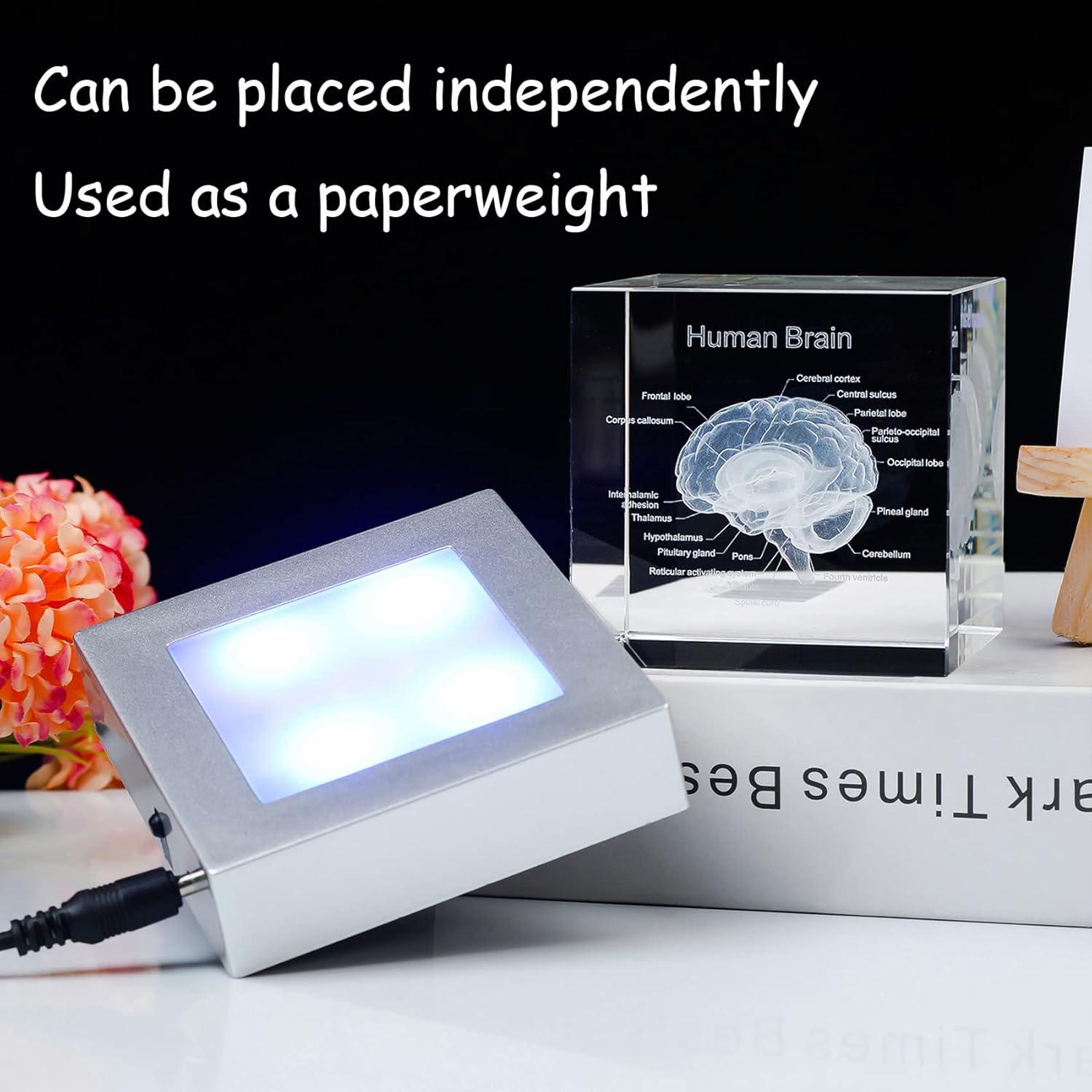 Modelo 3D de Cerebro Humano Movdyka con Base LED Colorida