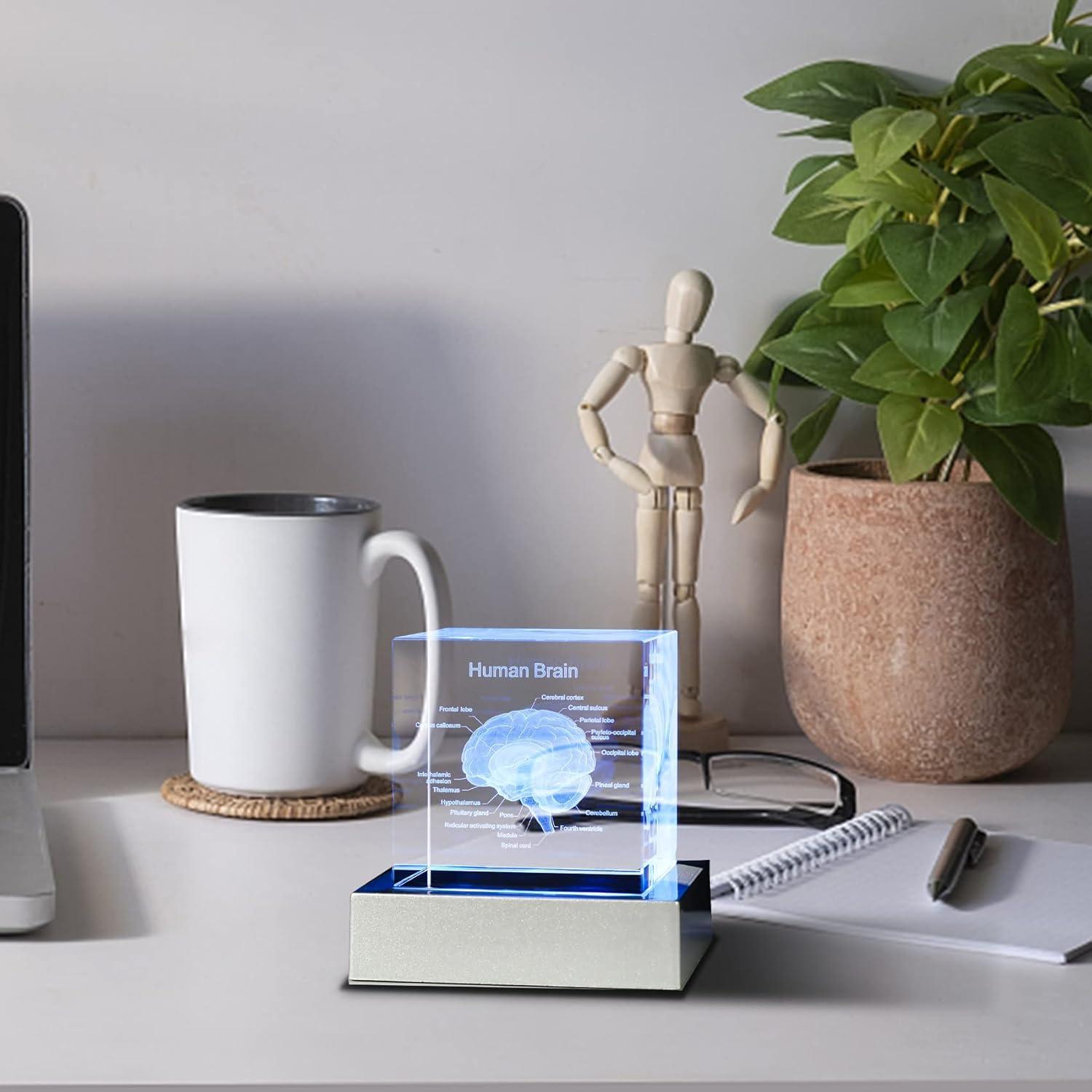 Modelo 3D de Cerebro Humano Movdyka con Base LED Colorida