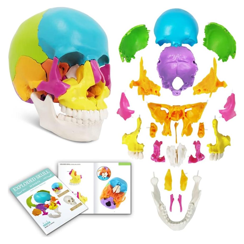 Modelo de Cráneo Humano Desmontable 22 Piezas Nuevo Horizonte