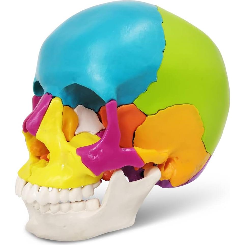 Modelo de Cráneo Humano Desmontable 22 Piezas Nuevo Horizonte