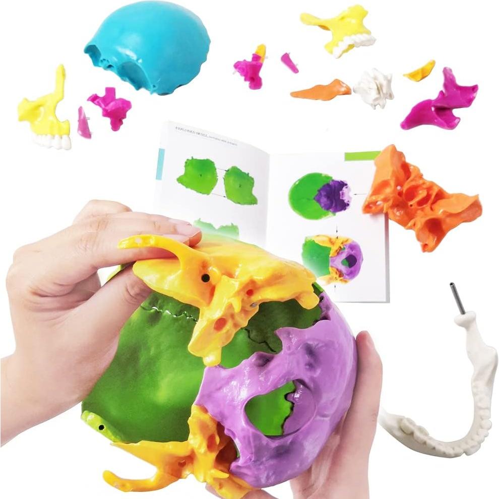 Modelo de Cráneo Humano Desmontable 22 Piezas Nuevo Horizonte