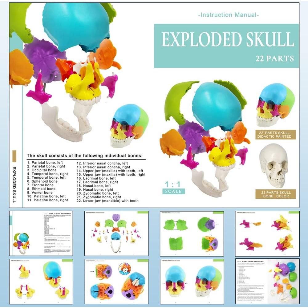 Modelo de Cráneo Humano Desmontable 22 Piezas Nuevo Horizonte