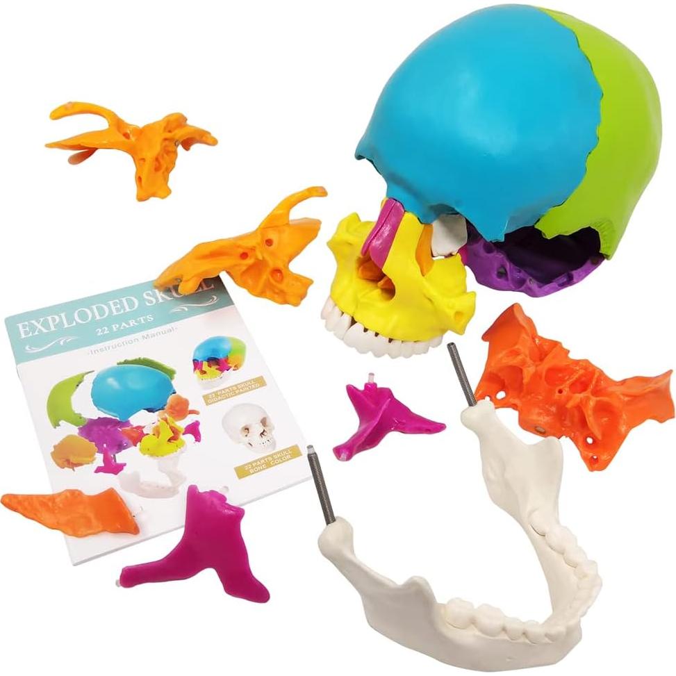 Modelo de Cráneo Humano Desmontable 22 Piezas Nuevo Horizonte