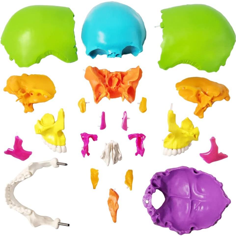 Modelo de Cráneo Humano Desmontable 22 Piezas Nuevo Horizonte