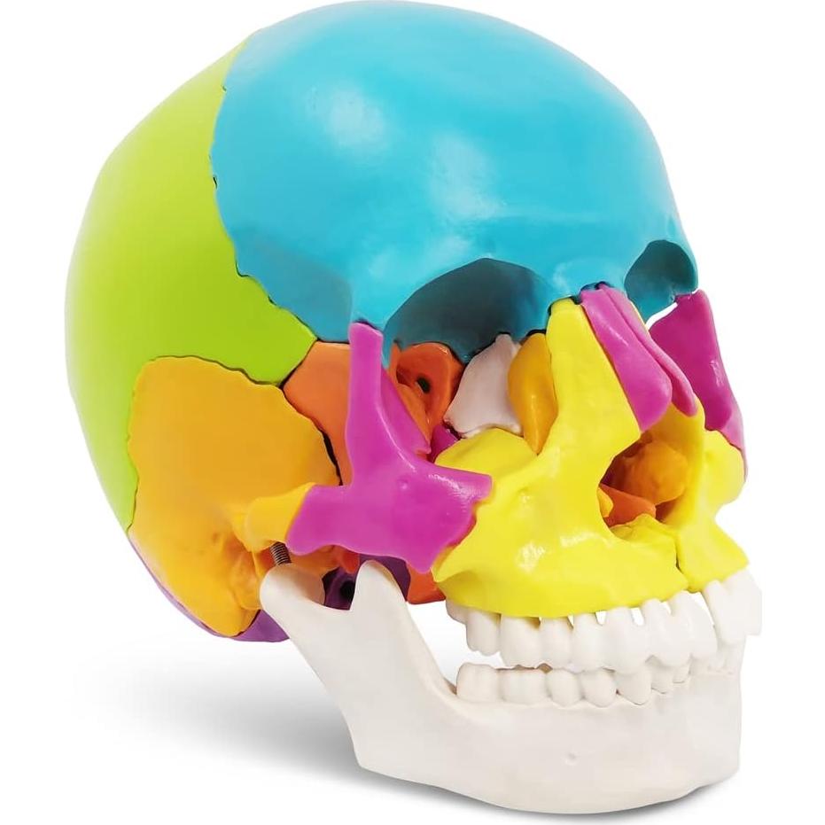 Modelo de Cráneo Humano Desmontable 22 Piezas Nuevo Horizonte