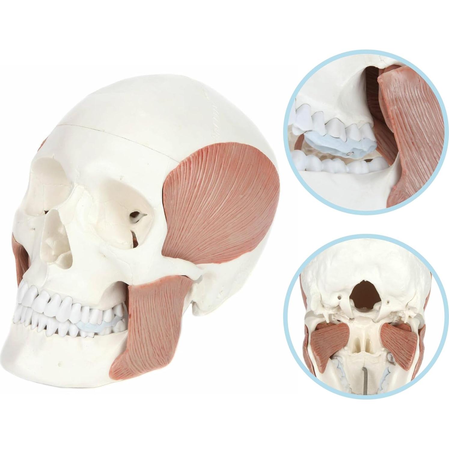 Modelo de Cráneo Humano 3 Partes Axis Scientific 20.32x12.7cm