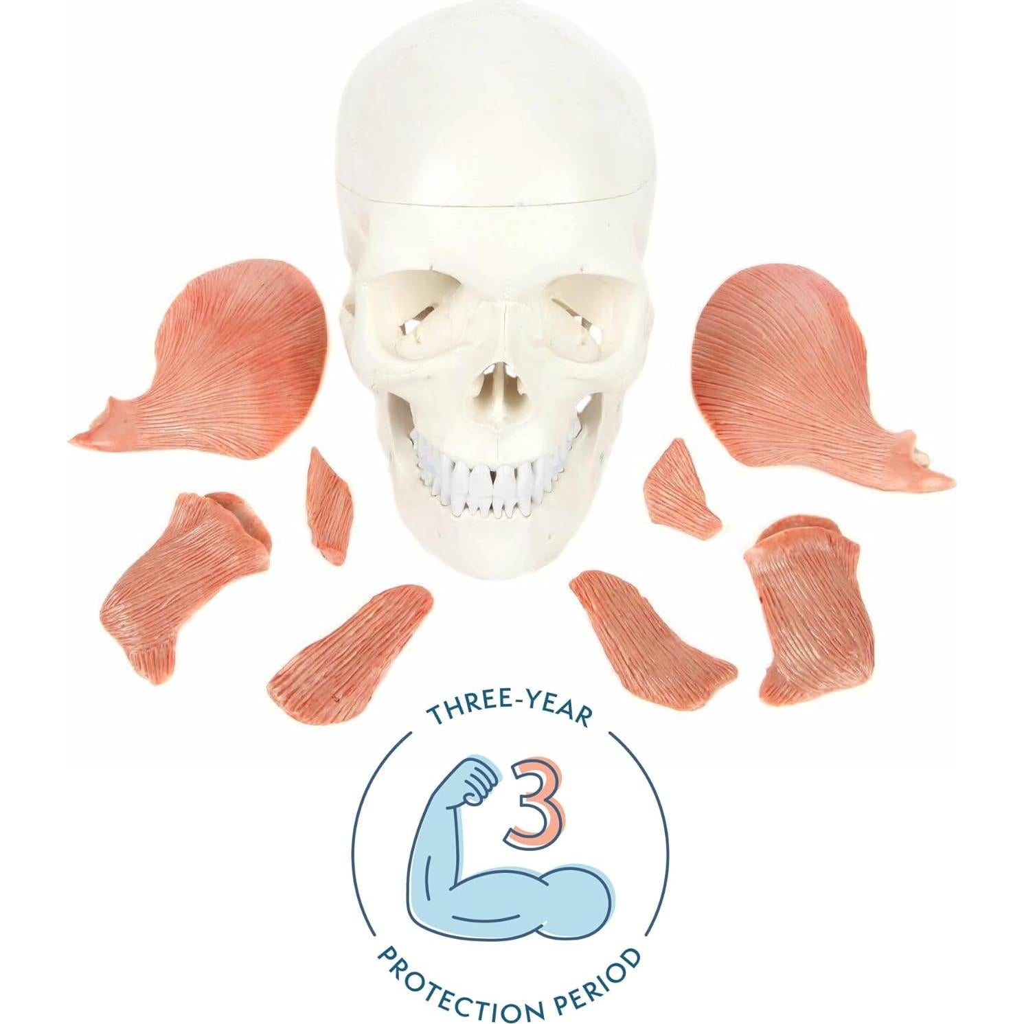 Modelo de Cráneo Humano 3 Partes Axis Scientific 20.32x12.7cm