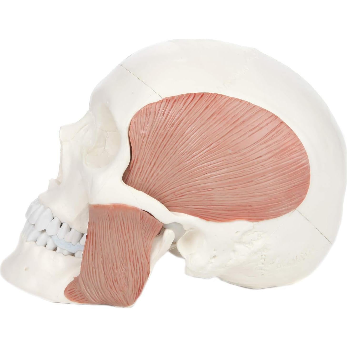 Modelo de Cráneo Humano 3 Partes Axis Scientific 20.32x12.7cm