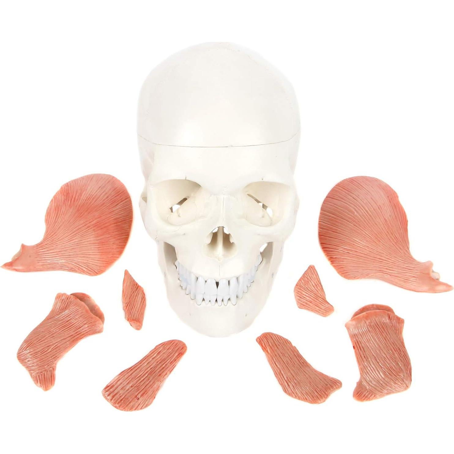 Modelo de Cráneo Humano 3 Partes Axis Scientific 20.32x12.7cm