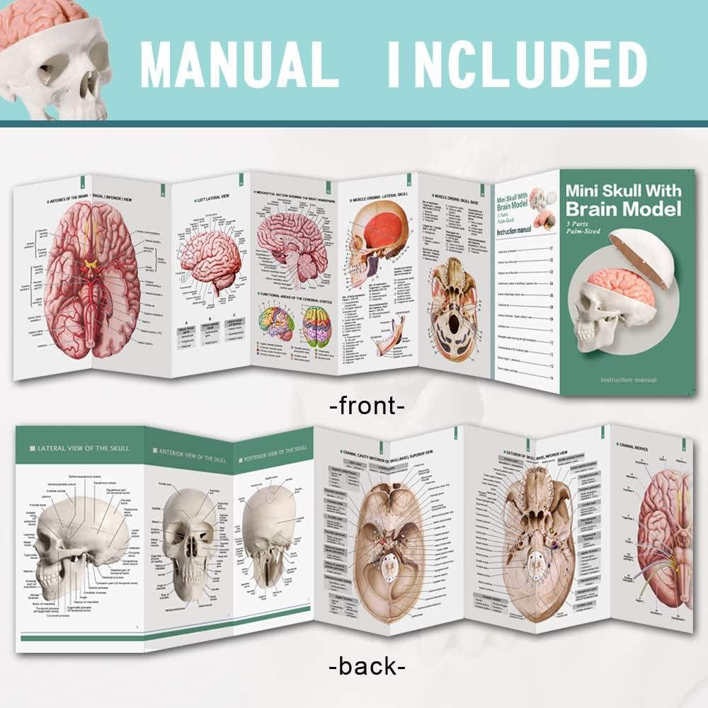 Modelo de Cráneo Humano con Cerebro Generies 2025 3 Partes