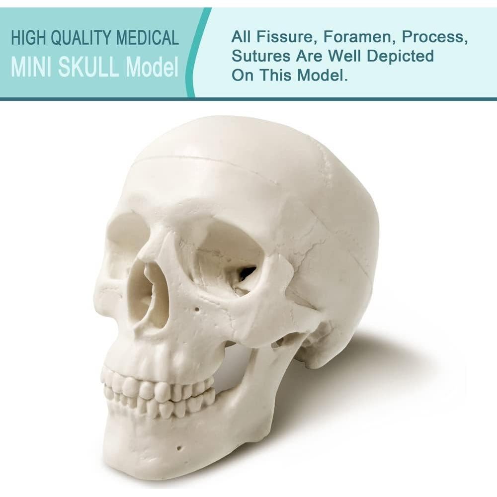 Modelo de Cráneo Humano con Cerebro Generies 2025 3 Partes