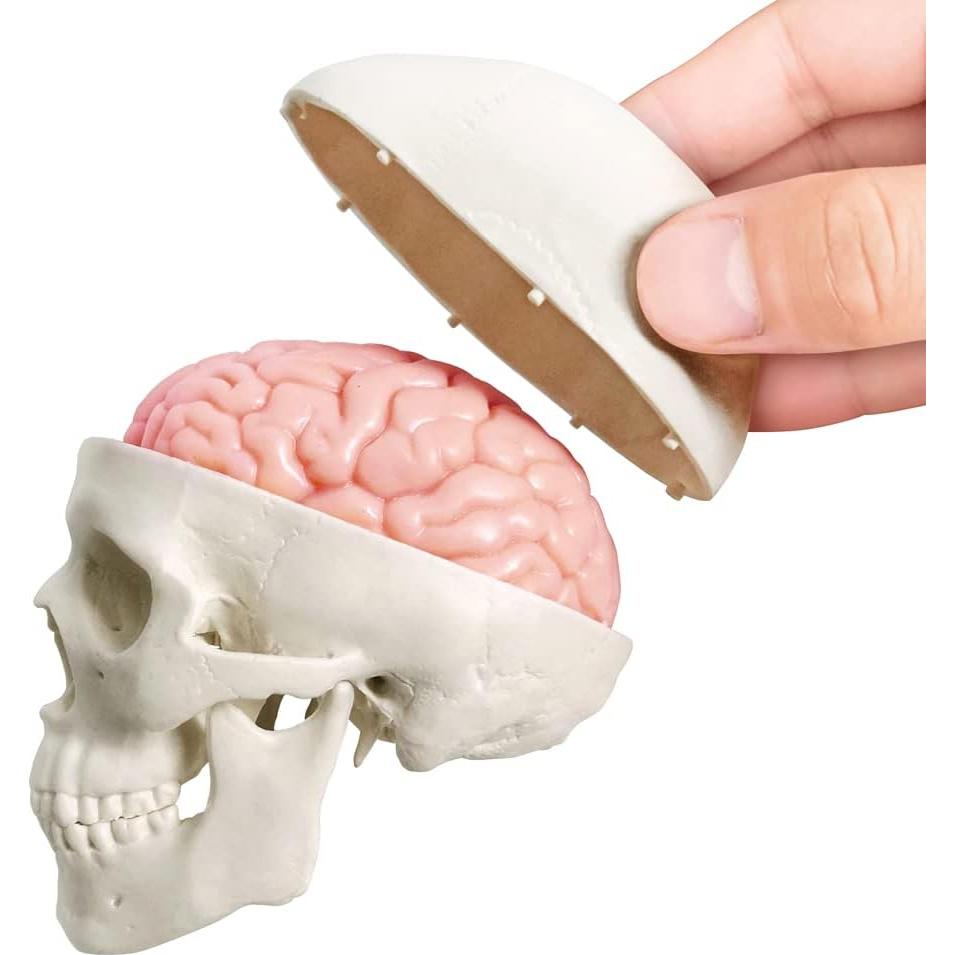 Modelo de Cráneo Humano con Cerebro Generies 2025 3 Partes