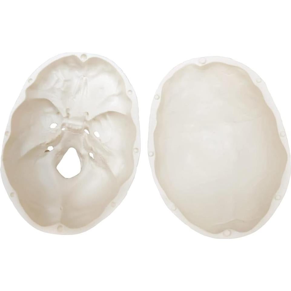 Modelo de Cráneo Humano con Cerebro Generies 2025 3 Partes